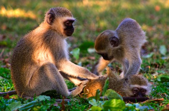 malpki3 Mięśnie produkują przeciwciała przeciwko HIV