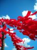 846555_ribbon_for_a_hiv_aids_victim