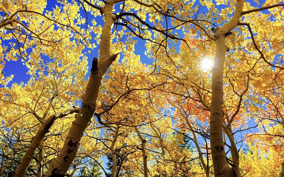 leaves-1363766_960_720 5 SPOSOBÓW NA JESIENNĄ CHANDRĘ