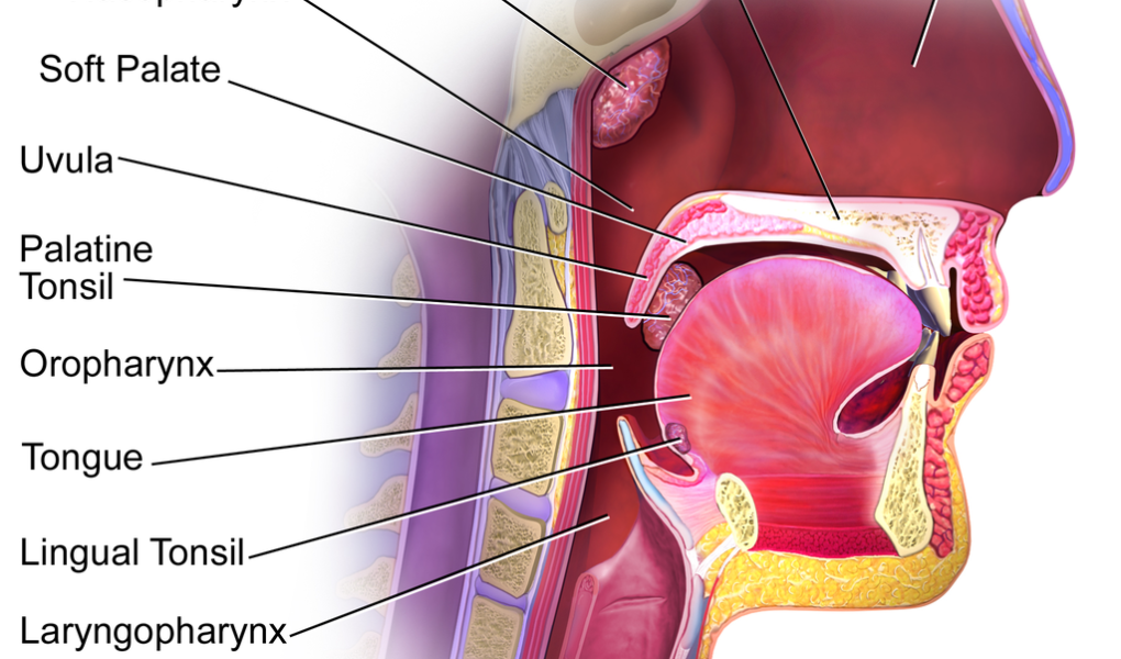 Blausen_0861_TonsilsThroat_Anatomy2 Migdałki, trzeci migdałek, migdałek gardłowy – co warto wiedzieć?