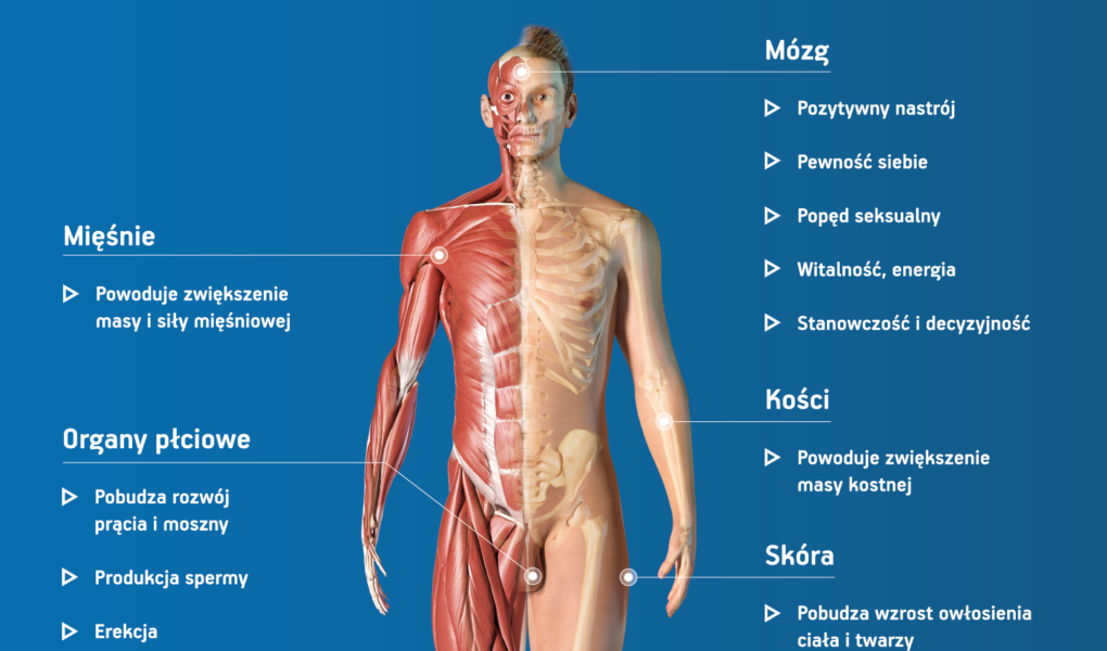 kwadrat Ponad ¼ Polaków nie wie, jakie funkcje pełni testosteron