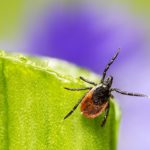 Uwaga – borelioza. Kleszcze znów w natarciu