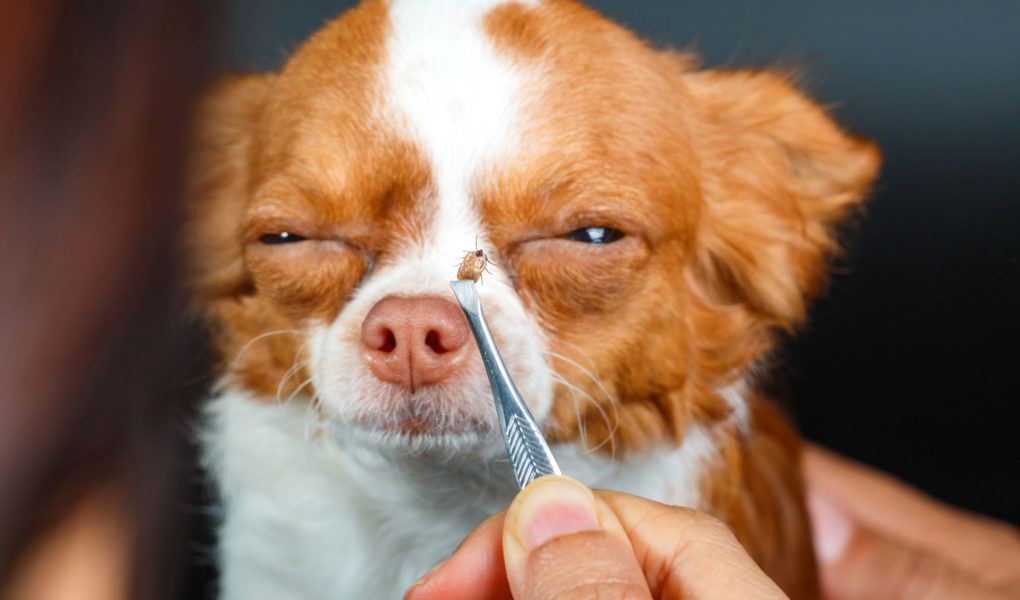 Planujac-majowke-nie-zapomnij-o-kleszczach Kleszczy z roku na rok przybywa, większa jest też liczba pacjentów z chorobami odkleszczowymi wyższe temperatury sprzyjają przenoszeniu chorób odkleszczowych